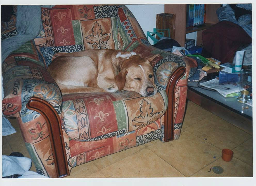 Max a rejoint le concours — aidez-le/la à gagner de superbes lots ! canidae, carnivore, chair, companion_dog, couch, dog, dog_breed, fawn, furniture, golden_retriever, loveseat, retriever, slipcover, sofa_bed, sporting_group, weimaraner