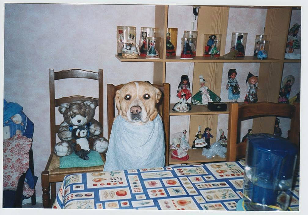 Max participe au concours pour gagner de l'argent avec cette photo : art, canidae, carnivore, collection, dog, furniture, labrador_retriever, painting, picture_frame, room, sporting_group, still_life, stock_photography, visual_arts