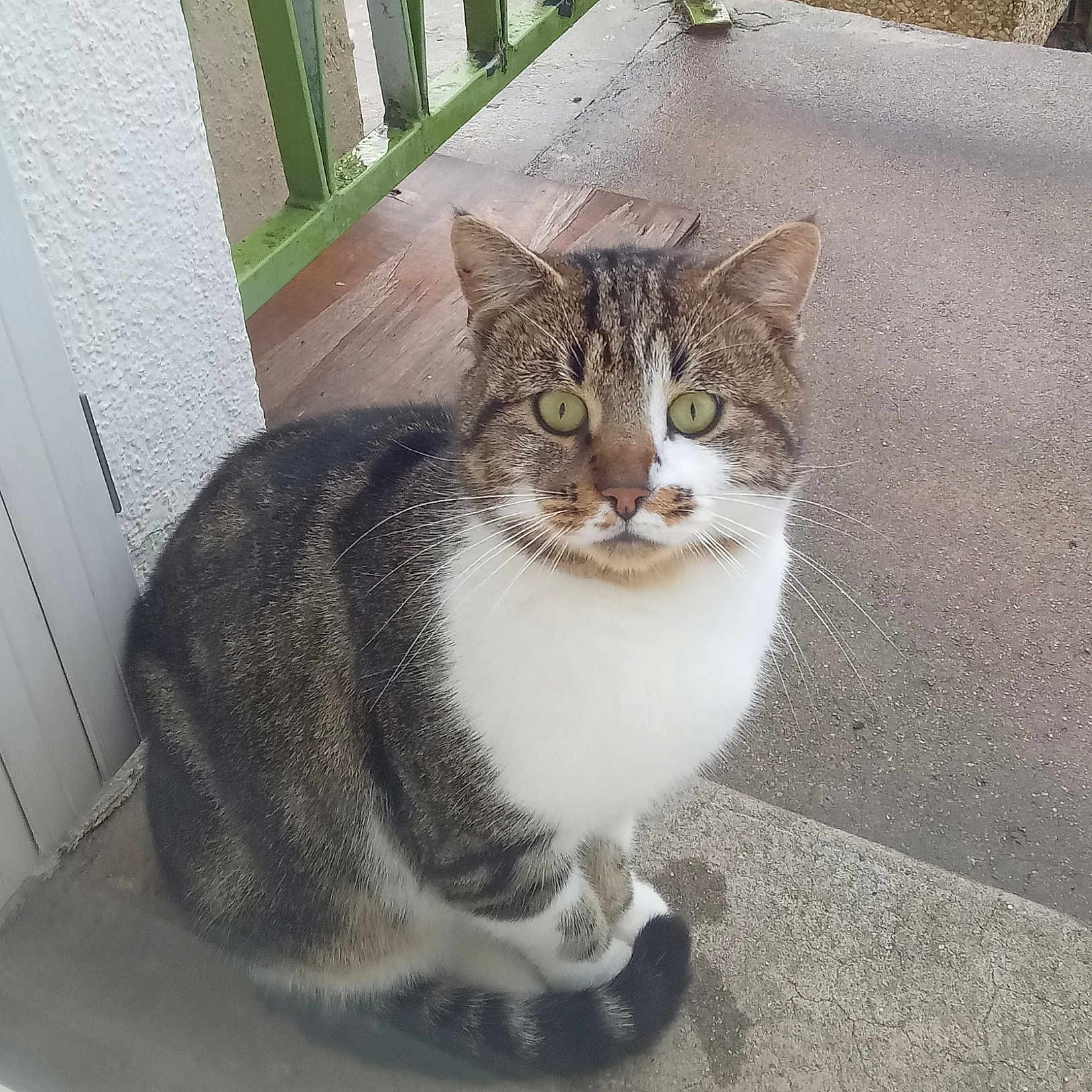 Mimi a rejoint le concours — aidez-le/la à gagner de superbes lots ! alert, animal, cat, closeup, concrete, curious, daylight, domestic_cat, feline, fur, green_eyes, outdoor, pet, porch, quiet, railing, sitting, tabby, tail, whiskers