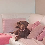 Vénus a rejoint le concours — aidez-le/la à gagner de superbes lots ! animal, canine, chocolate_brown, comfortable, couch, cozy, decor, dog, domestic, furniture, home, indoor, living_room, pet, pink_blanket, pink_cushions, relaxed, resting, soft, white_leather