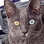 cat, gray_cat, heterochromia, yellow_eye, blue_eye, pet, feline, whiskers, close_up, animal, cute, fur, ears, sleeping_area, blanket, cozy, portrait, domestic_animal, face, relaxed