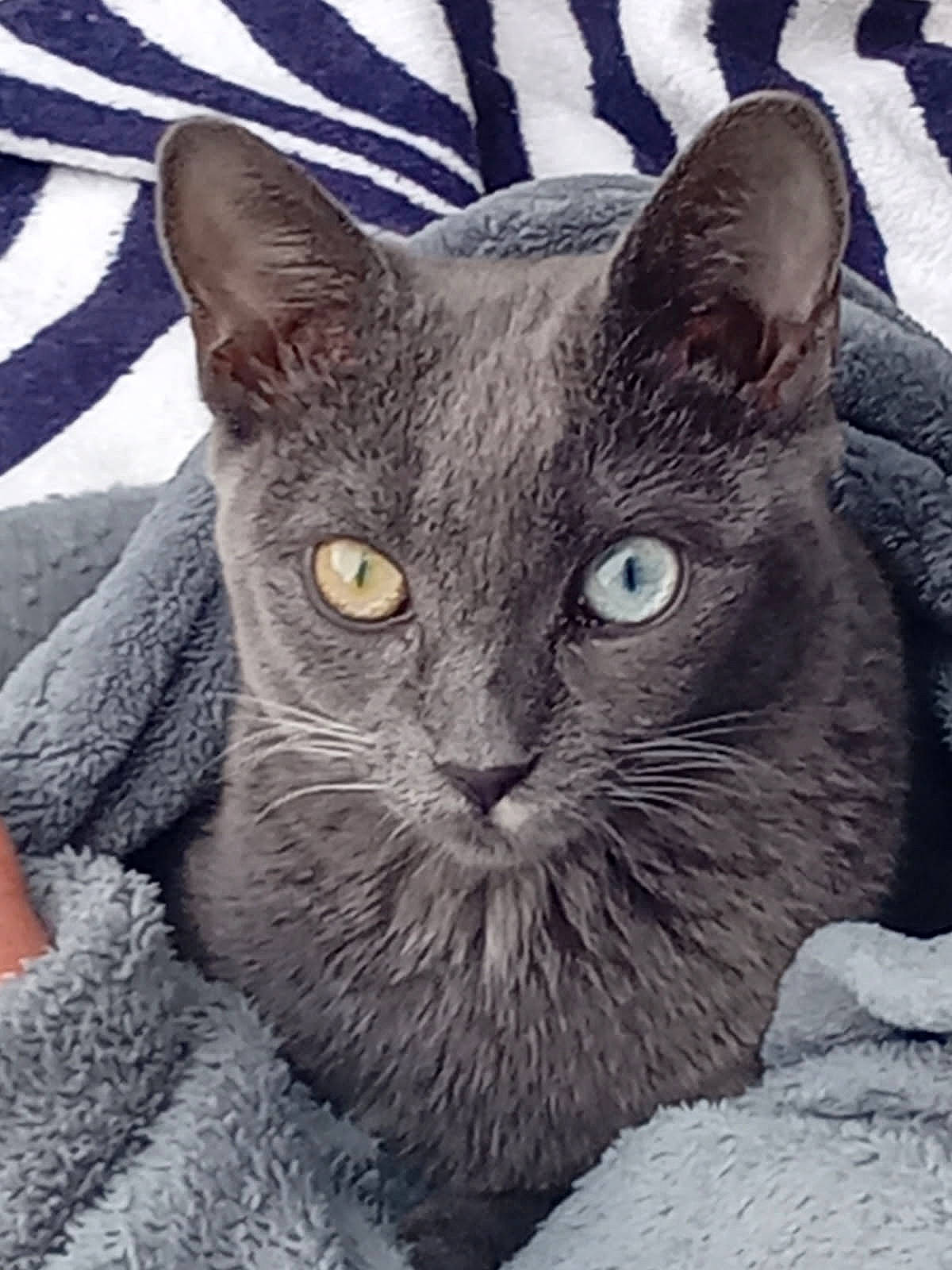 animal, blanket, blue_eye, cat, close_up, cozy, curious, cute, domestic_cat, ears, feline, fur, gray_cat, heterochromia, pet, portrait, soft_texture, striped_background, whiskers, yellow_eye