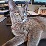 Naïa a rejoint le concours — aidez-le/la à gagner de superbes lots ! cat, gray_cat, heterochromia, yellow_eye, blue_eye, desk, computer, keyboard, monitor, office, pet, feline, whiskers, indoor, curious, relaxed, close_up, technology, workspace, animal