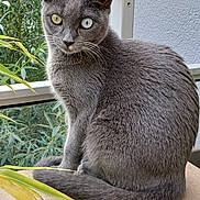 Naïa participe au concours pour gagner de l'argent avec cette photo : cat, gray_cat, heterochromia, animal, pet, feline, outdoor, balcony, wood_surface, greenery, plant, leaf, sitting, looking, portrait, fur, whiskers, nature, window, quiet