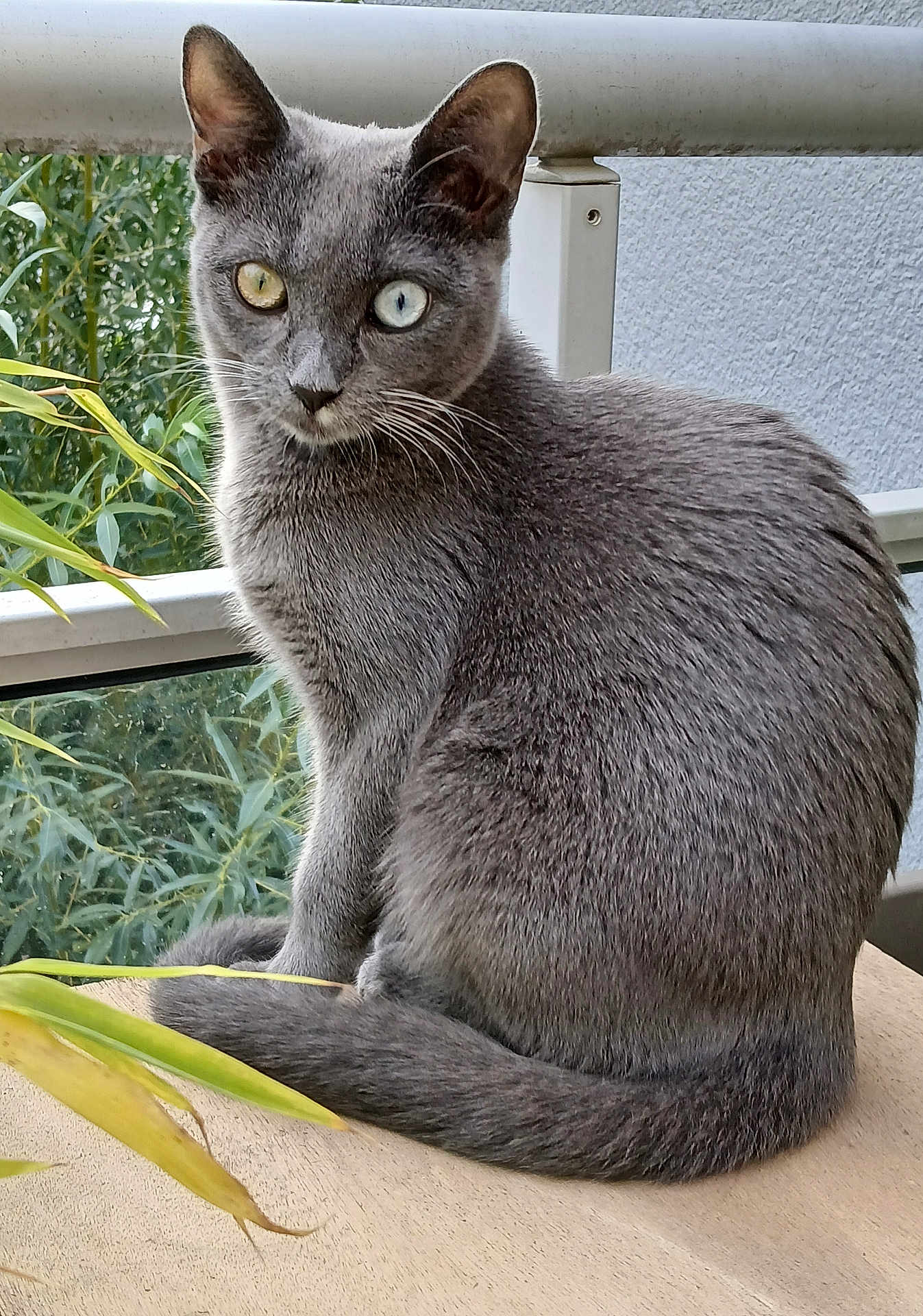 Naïa participe au concours pour gagner de l'argent avec cette photo : cat, gray_cat, heterochromia, animal, pet, feline, outdoor, balcony, wood_surface, greenery, plant, leaf, sitting, looking, portrait, fur, whiskers, nature, window, quiet