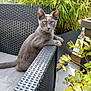 Naïa a rejoint le concours — aidez-le/la à gagner de superbes lots ! cat, gray_cat, heterochromia, yellow_eye, blue_eye, outdoor_chair, wicker_chair, plant, greenery, potted_plant, leaf, pet, animal, feline, relaxing, curious, sunlight, daylight, balcony, nature