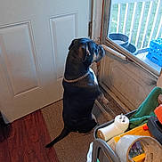 Ruby is registered to the contest to win money with this photo: backyard, basket, black_dog, blue_container, carpet, chain_collar, collar, deck, dog, door, floor, household_items, indoors, natural_light, pet, railing, sitting, watching, window, wood_floor