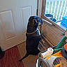 backyard, basket, black_dog, blue_container, carpet, chain_collar, collar, deck, dog, door, floor, household_items, indoors, natural_light, pet, railing, sitting, watching, window, wood_floor