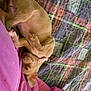 Peaches is registered to the contest to win money with this photo: puppy, dog, sleeping, blanket, quilt, plaid, cozy, cute, pet, fur, collar, resting, indoor, soft, nap, pink, brown, small, paw, animal