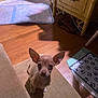 Peaches joined the competition — help win amazing prizes! dog, puppy, chihuahua, indoor, carpet, step, ears, animal, pet, small_dog, floor, mat, paw_prints, furniture, cords, cute, young_dog, looking_up, brown_dog, home