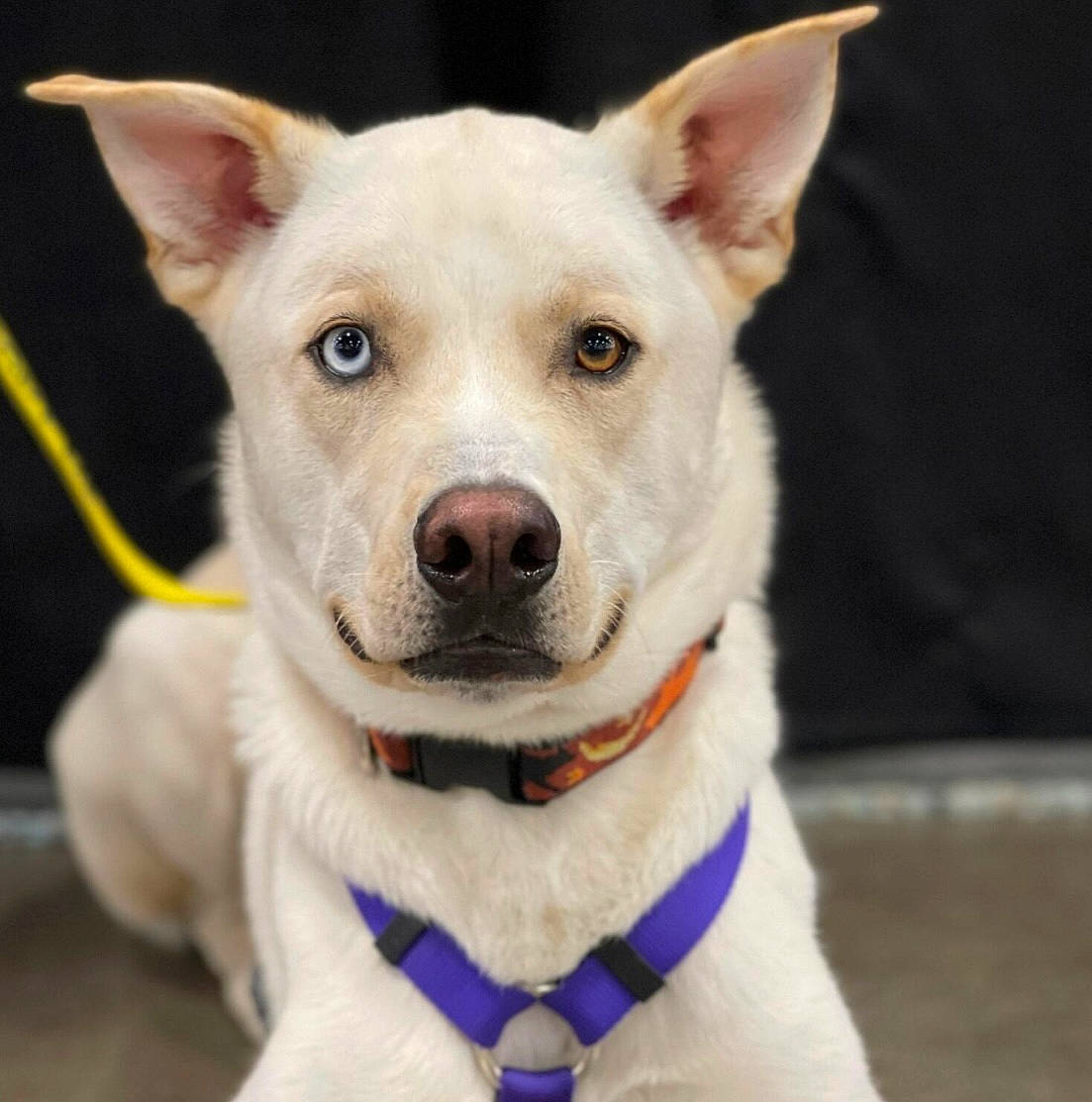 Bandit joined the competition — help win amazing prizes! ancient_dog_breeds, carnivore, collar, companion_dog, dog, dog_breed, dog_collar, ear, electric_blue, eye, fashion_accessory, fawn, fur, leash, non_sporting_group, snout, sporting_group, whiskers, working_animal, working_dog