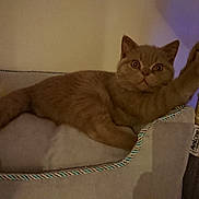 Winteur a rejoint le concours — aidez-le/la à gagner de superbes lots ! abyssinian, animal, architecture, basket, bed, building, cat, chair, couch, crib, cushion, furniture, homedecor, indoors, kitten, livingroom, manx, pet, room, siamese