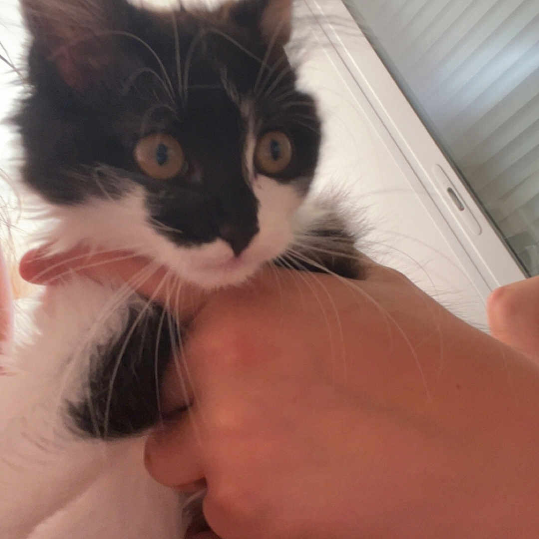 Molly a rejoint le concours — aidez-le/la à gagner de superbes lots ! kitten, cat, black_and_white, pet, indoor, hand, window, blinds, animal, feline, young, cute, fur, whiskers, ears, alert, person, holding, close_up, domestic