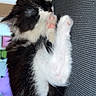Molly a rejoint le concours — aidez-le/la à gagner de superbes lots ! kitten, cat, sleeping, black_and_white, furry, paw, pink_paw_pads, cute, cozy, resting, animal, pet, indoors, close_up, soft, small, adorable, feline, young, fur