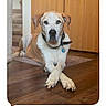 Thule is registered to the contest to win money with this photo: dog, pet, animal, portrait, indoors, wooden_floor, hardwood, staircase, cabinet, rug, collar, tag, lying_down, crossed_paws, floppy_ears, white_and_brown, home, furniture, calm, photograph