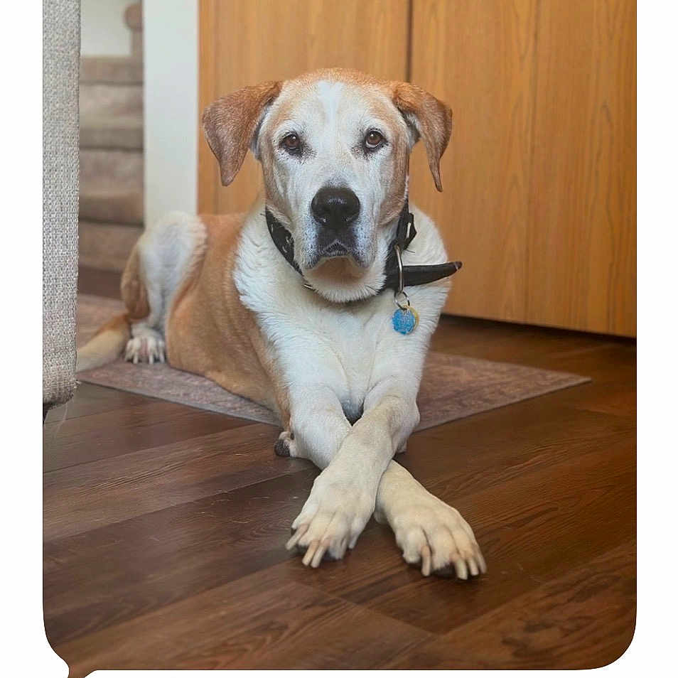 Thule is registered to the contest to win money with this photo: dog, pet, animal, portrait, indoors, wooden_floor, hardwood, staircase, cabinet, rug, collar, tag, lying_down, crossed_paws, floppy_ears, white_and_brown, home, furniture, calm, photograph