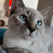 Ayana Galpin a rejoint le concours — aidez-le/la à gagner de superbes lots ! animal, background_blur, blue_eyes, cat, close_up, cute, domestic, ears, feline, focus, fur, indoor, muzzle, pet, portrait, relaxed, resting, soft_texture, whiskers, young_cat