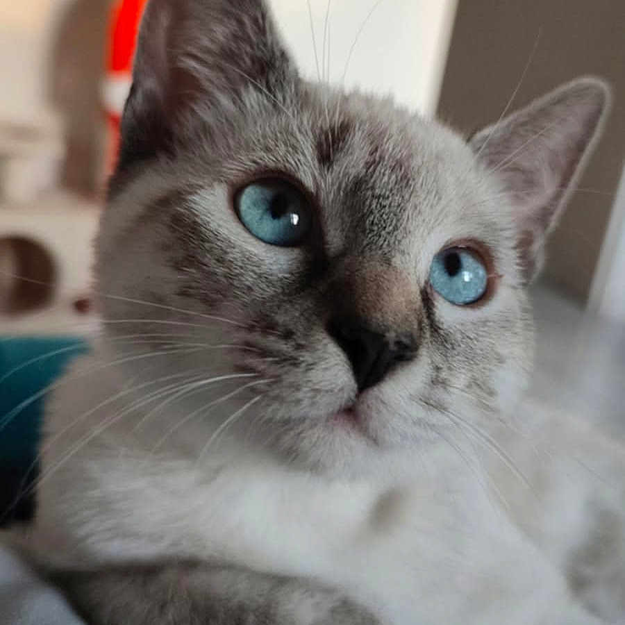 Ayana Galpin a rejoint le concours — aidez-le/la à gagner de superbes lots ! animal, background_blur, blue_eyes, cat, close_up, cute, domestic, ears, feline, focus, fur, indoor, muzzle, pet, portrait, relaxed, resting, soft_texture, whiskers, young_cat