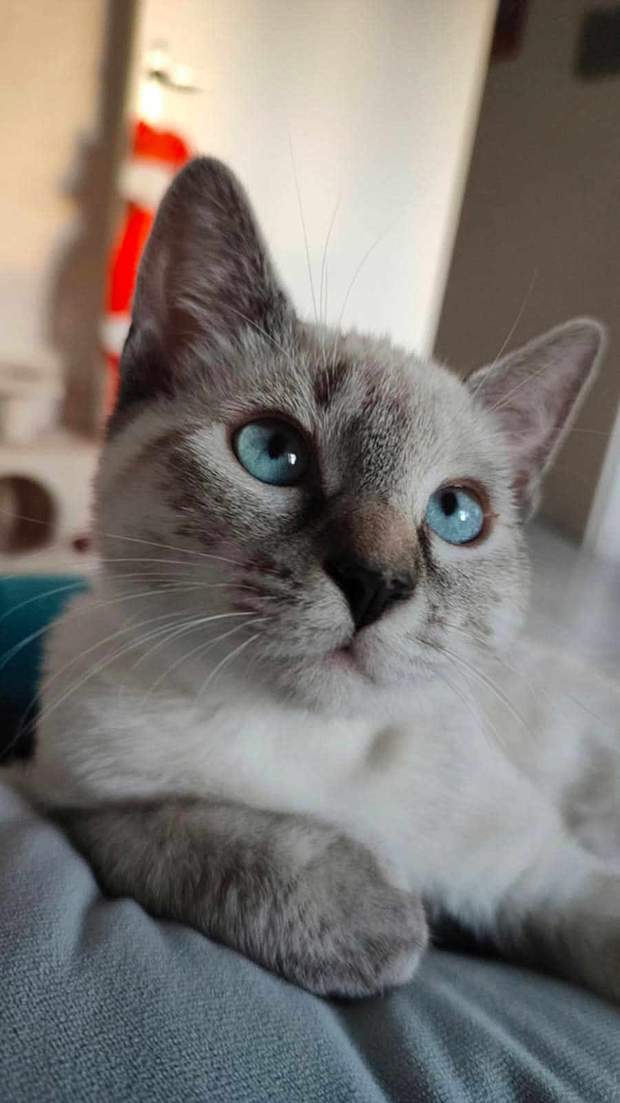 Ayana Galpin a rejoint le concours — aidez-le/la à gagner de superbes lots ! animal, background_blur, blue_eyes, cat, close_up, cute, domestic, ears, feline, focus, fur, indoor, muzzle, pet, portrait, relaxed, resting, soft_texture, whiskers, young_cat