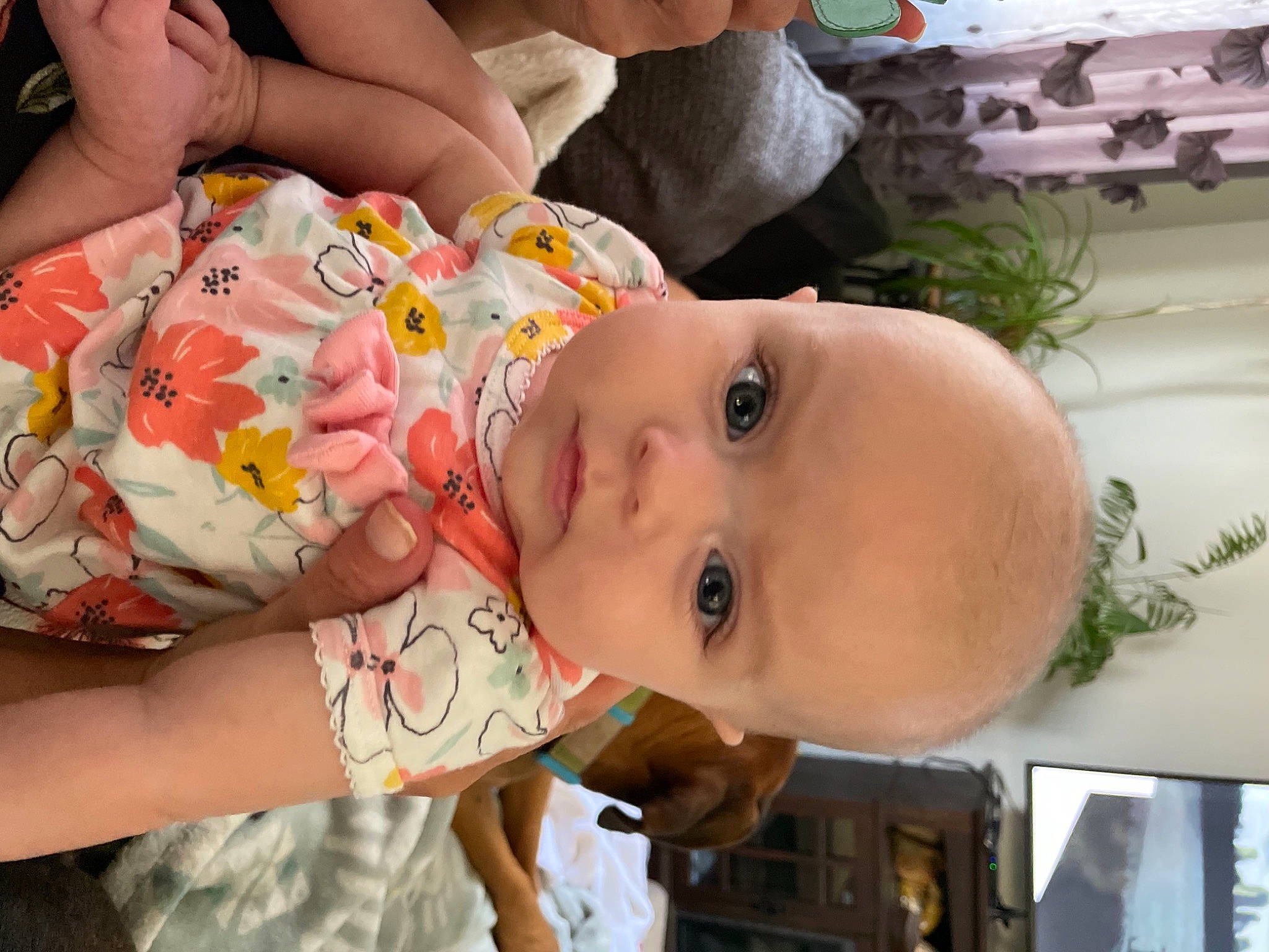 Harli joined the competition — help win amazing prizes! abdomen, arm, baby, baby_products, baby_toddler_clothing, cheek, child, fun, grass, hand, happy, leisure, mouth, nose, person, photography, plant, rose, skin, summer