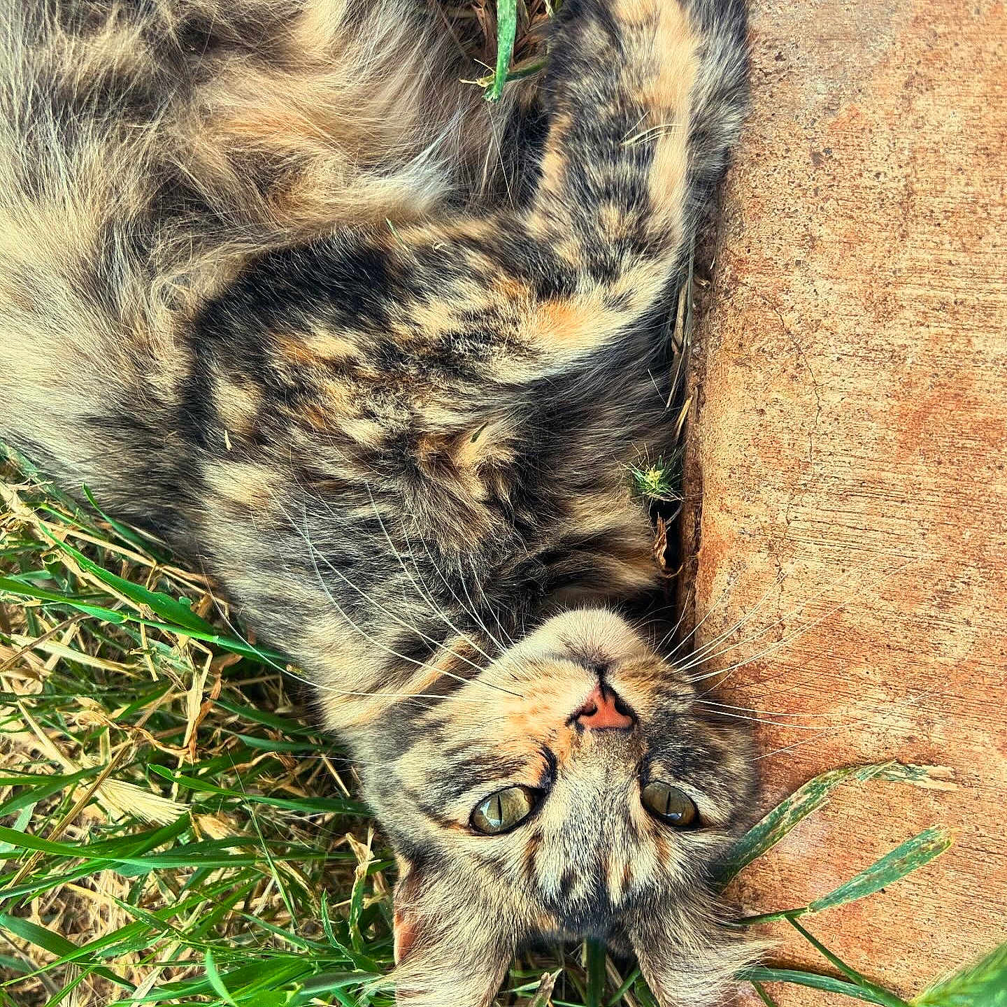 Princess joined the competition — help win amazing prizes! animal, cat, face, field, grass, grassland, green, head, herbal, herbs, kitten, manx, person, pet, photography, plant, portrait, rock, sleeping, wood