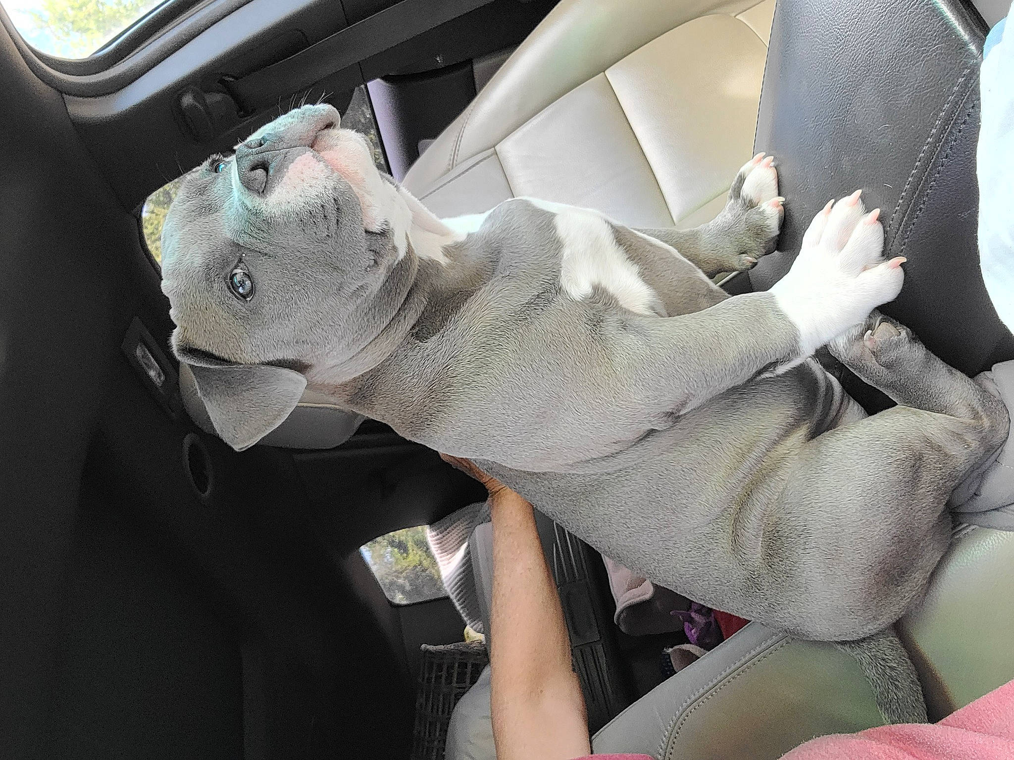 Mozart Larue joined the competition — help win amazing prizes! arm, auto_part, automotive_design, automotive_exterior, automotive_lighting, car, car_seat, car_seat_cover, comfort, finger, gesture, hand, hood, motor_vehicle, personal_luxury_car, steering_wheel, trunk, vehicle, vehicle_door, windshield