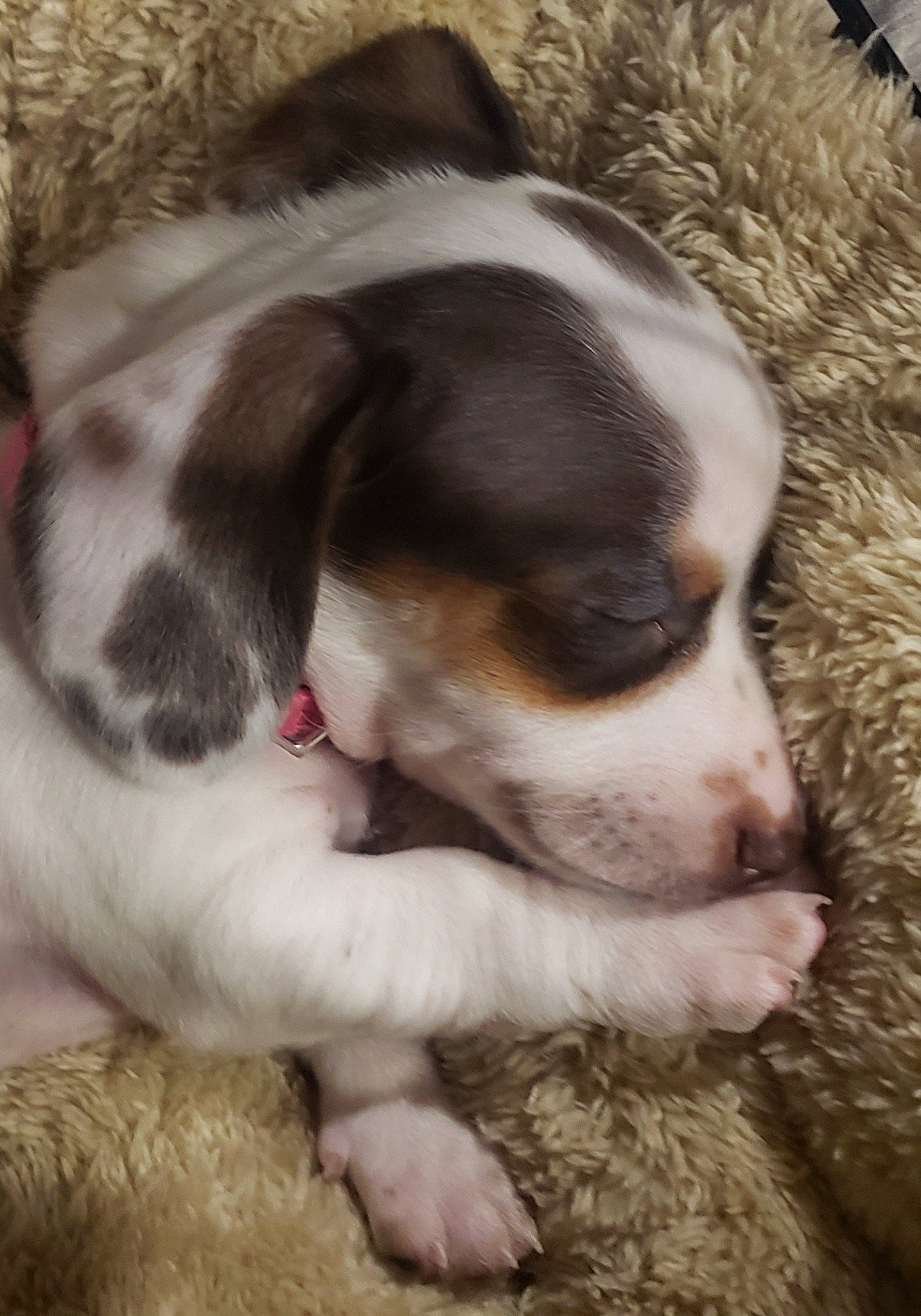 Penny Ellen joined the competition — help win amazing prizes! brittany, canidae, carnivore, companion_dog, dog, dog_breed, mammal, puppy, puppy_love, snout, sporting_group, vertebrate