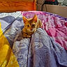 bed, bedspread, cat, colorful, cozy, curious, cute, electronics, feline, home, indoor, kitten, orange_cat, patterned_bedspread, pets, resting, sunlight, warm_light, window, wooden_bedframe