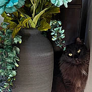 Sky is registered to the contest to win money with this photo: cat, black_cat, fluffy, vase, artificial_flowers, blue_flowers, green_leaves, carpet, sunlight, shadow, indoor, pet, animal, feline, curious, shy, decor, plant, corner, cozy