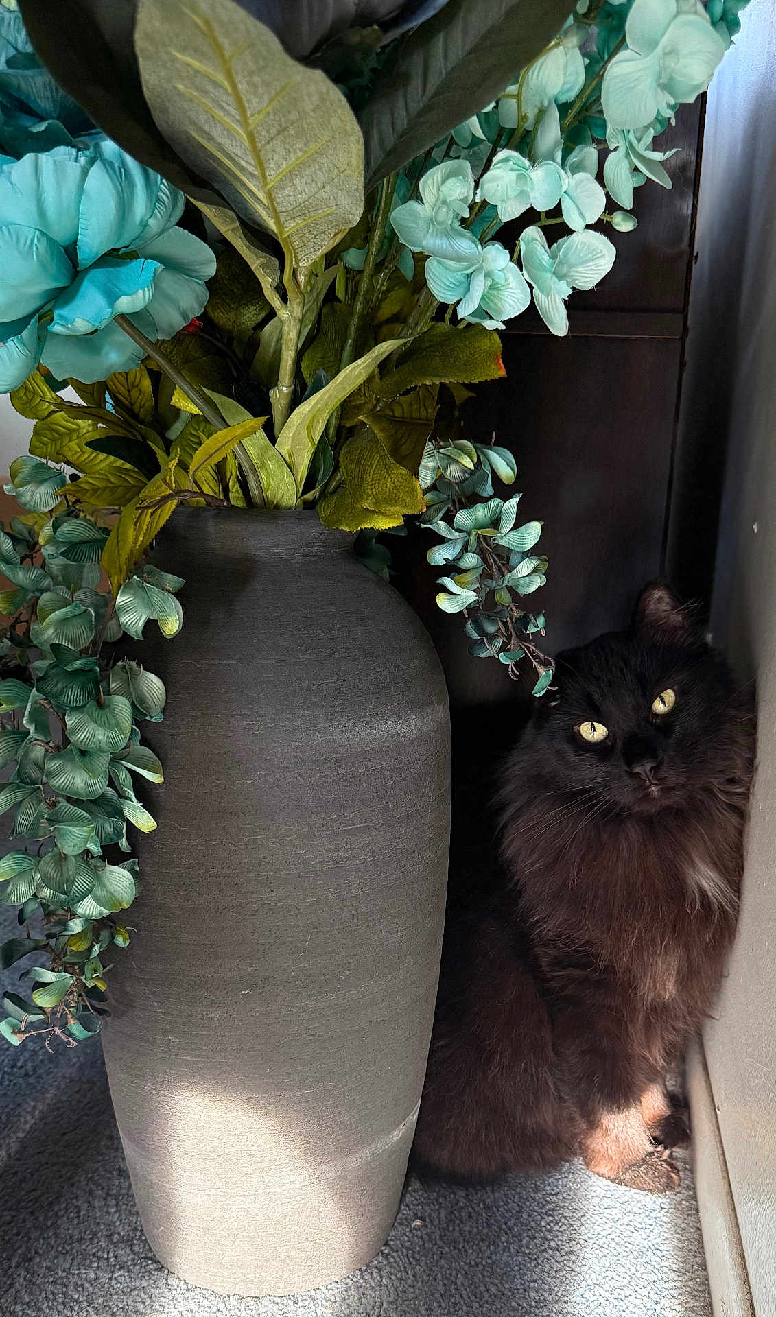 Sky is registered to the contest to win money with this photo: cat, black_cat, fluffy, vase, artificial_flowers, blue_flowers, green_leaves, carpet, sunlight, shadow, indoor, pet, animal, feline, curious, shy, decor, plant, corner, cozy