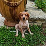 Buck a rejoint le concours — aidez-le/la à gagner de superbes lots ! puppy, dog, grass, garden, plant, ceramic_pot, stone, outdoor, young_dog, cute, pet, animal, nature, brown, white, sitting, ears, face, fur, greenery