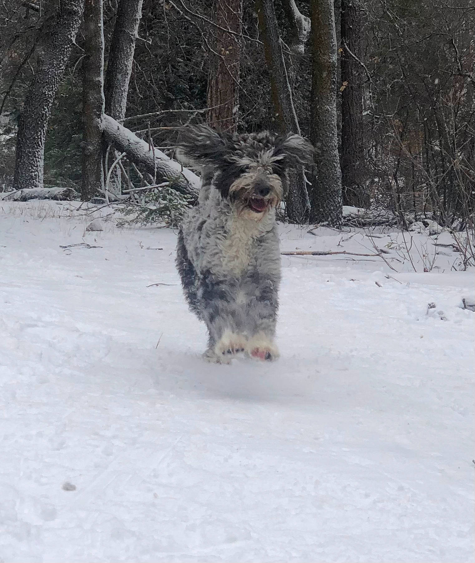 Lilly is registered to the contest to win money with this photo: canidae, carnivore, dog, dog_breed, freezing, fur, hunting_dog, plant, recreation, schnauzer, snout, snow, sporting_group, tail, tree, twig, wildlife, winter, working_animal, working_dog