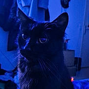 Balou a rejoint le concours — aidez-le/la à gagner de superbes lots ! animal, black_cat, blue_light, calm, cat, clothing, cozy, domestic, ears, eyes, fur, furniture, household, indoor, mystery, pet, portrait, quiet, room, whiskers