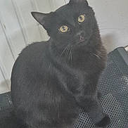 Balou a rejoint le concours — aidez-le/la à gagner de superbes lots ! cat, black_cat, pet, animal, indoor, chair, feline, looking, curious, yellow_eyes, fur, sitting, domestic, whiskers, closeup, portrait, cute, furry, face, animal_portrait