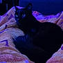 cat, black_cat, blanket, bed, indoor, animal, pet, feline, resting, blue_light, night, cozy, fur, whiskers, ears, eyes, home, comfort, dark, couch