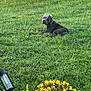 animal, black_dog, canine, collar, dog, flower_bush, garden_lights, grass, greenery, lying_down, nature, outdoor, peaceful, pet, plant, relaxed, summer, sunlight, yard, yellow_flowers