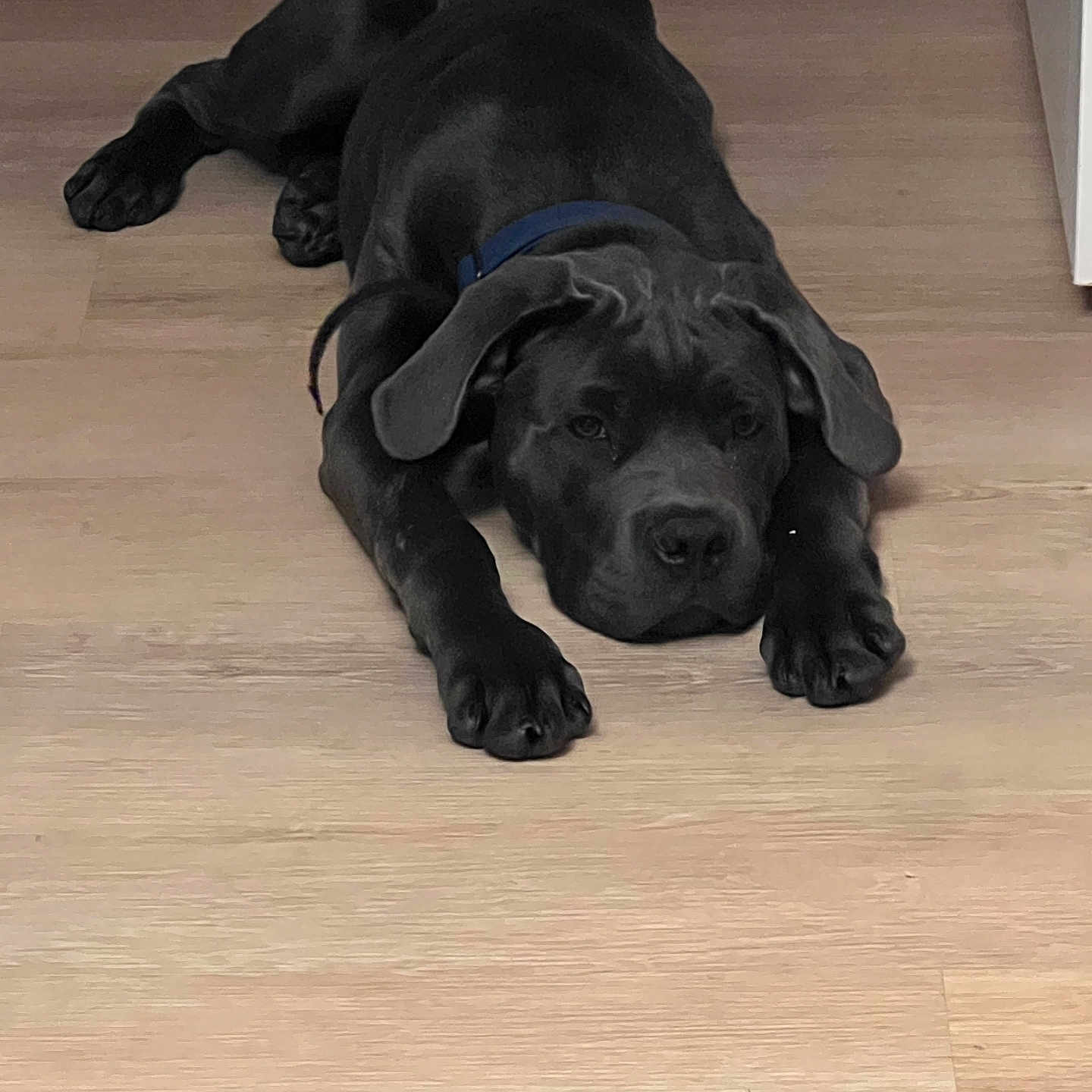 Apollo joined the competition — help win amazing prizes! animal, black_dog, canine, collar, cute, dog, domestic_animal, ears, floor, fur, home, indoor, looking, lying_down, mammal, pet, puppy, relaxed, resting, wooden_floor