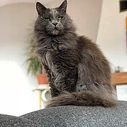 Iron participe au concours pour gagner de l'argent avec cette photo : cat, gray_cat, fluffy, feline, indoor, pet, sofa, couch, home, living_room, plant, fur, sitting, portrait, animal, domestic_animal, furniture, relaxed, cute, whiskers