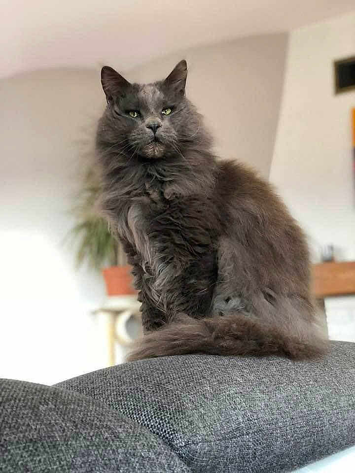 Iron participe au concours pour gagner de l'argent avec cette photo : cat, gray_cat, fluffy, feline, indoor, pet, sofa, couch, home, living_room, plant, fur, sitting, portrait, animal, domestic_animal, furniture, relaxed, cute, whiskers