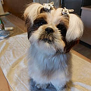 Wendy a rejoint le concours — aidez-le/la à gagner de superbes lots ! big_eyes, black_nose, bow, close_up, dog, fluffy, fur, groomed, hair_bow, indoor, looking_up, pet, portrait, shih_tzu, sitting, small_dog, table, towel, whiskers, wood_floor