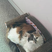 Buffy joined the competition — help win amazing prizes! animal, calico, cardboard, carpet, cat, cozy, cute, ears, feline, fluffy, fur, home, indoor, looking_up, pet, relaxing, resting, scratcher, tail, whiskers