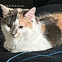 Buffy is registered to the contest to win money with this photo: animal, bed, blanket, calico, cat, comfort, cozy, cute, ears, eyes, feline, fluffy, fur, indoor, loafing, pet, relaxed, resting, soft, whiskers