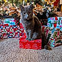 carpet, cat, celebration, christmas_presents, christmas_tree, cozy, decorations, festive, gift_wrap, gray_cat, holiday, holiday_decor, indoor, lights, ornaments, pets, ribbon, seasonal, tree, wrapped_gifts