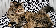 Talla a rejoint le concours — aidez-le/la à gagner de superbes lots ! animal, bird_figurine, black_and_white, cat, cozy, decorative_eggs, feline, fluffy_cat, fur, furniture, hammock, indoor, patterned_fabric, pet, portrait, radiator, relaxed, resting, tabby_cat, whiskers