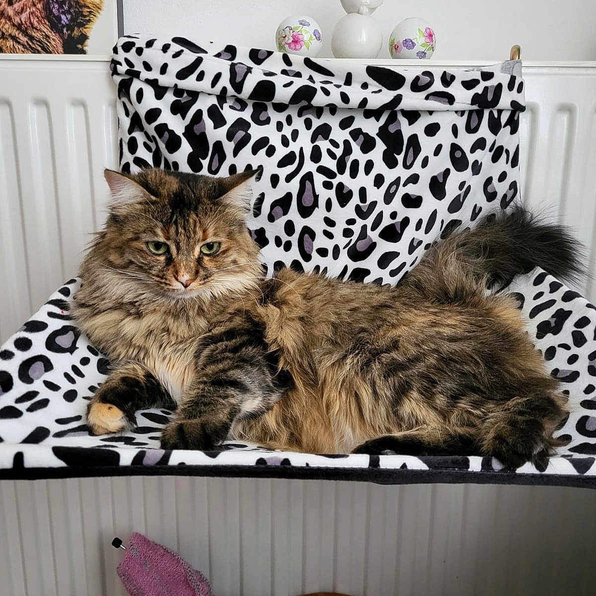 Talla a rejoint le concours — aidez-le/la à gagner de superbes lots ! animal, bird_figurine, black_and_white, cat, cozy, decorative_eggs, feline, fluffy_cat, fur, furniture, hammock, indoor, patterned_fabric, pet, portrait, radiator, relaxed, resting, tabby_cat, whiskers