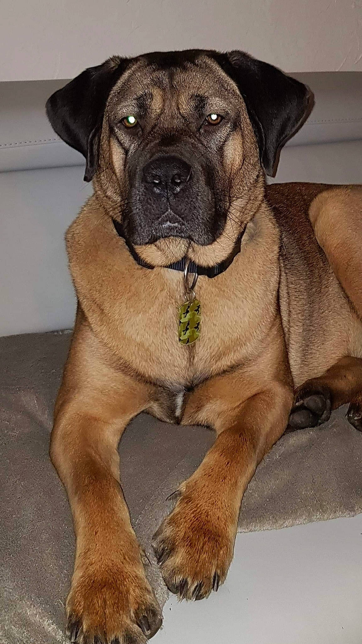 Arya participe au concours pour gagner de l'argent avec cette photo : american_mastiff, bandog, boerboel, bullmastiff, canidae, carnivore, dog, dog_breed, english_mastiff, fawn, fila_brasileiro, giant_dog_breed, guard_dog, korean_mastiff, mammal, molosser, perro_de_presa_mallorquin, snout, tosa, vertebrate
