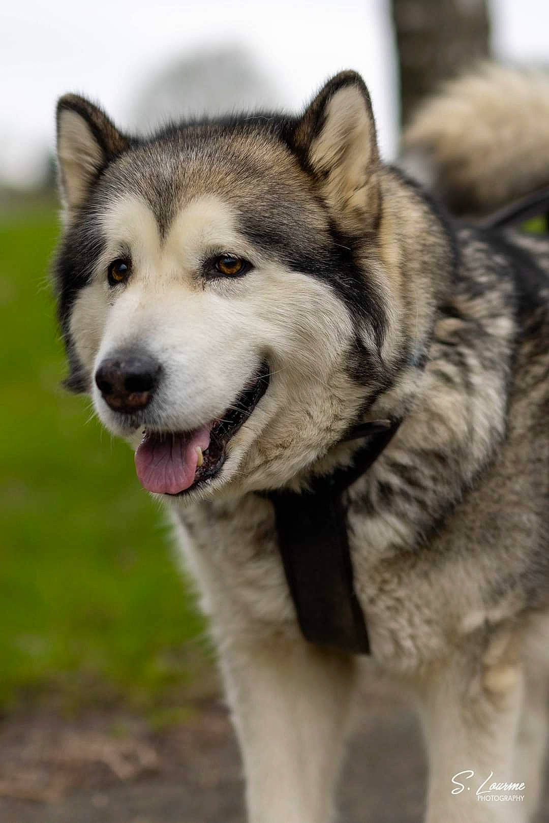 Nala a rejoint le concours — aidez-le/la à gagner de superbes lots ! ancient_dog_breeds, art, canidae, canis, carnivore, collar, dog, dog_breed, fur, jaw, siberian_husky, sled_dog, snout, sporting_group, terrestrial_animal, whiskers, wildlife, wolf, working_animal, working_dog