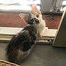 cat, kitten, long_hair, fluffy, black_and_white, calico, sitting, tilted_head, looking_at_camera, green_eyes, whiskers, pointed_ears, paws, fur, indoor, window, windowsill, backlighting, curious, pet