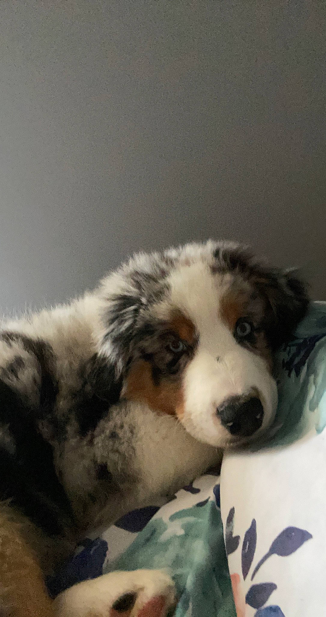 Ollie joined the competition — help win amazing prizes! canidae, carnivore, companion_dog, dog, dog_breed, eye, felidae, fur, non_sporting_group, paw, puppy, snout, sporting_group, terrestrial_animal, toy, toy_dog, whiskers, wildlife, working_animal, working_dog