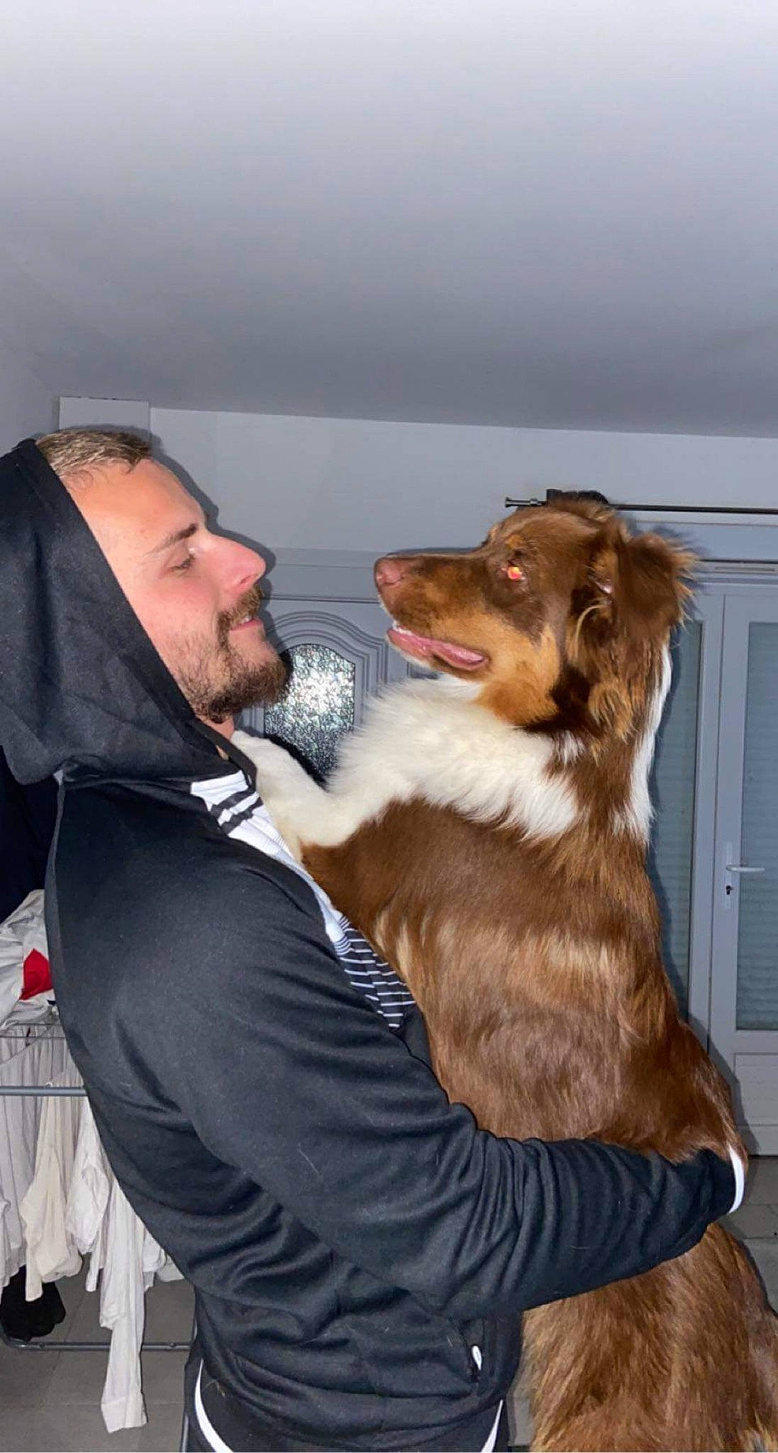 Simba participe au concours pour gagner de l'argent avec cette photo : beard, canidae, carnivore, companion_dog, dog, dog_breed, door, fawn, formal_wear, fun, fur, gesture, happy, liver, smile, snout, spaniel, sporting_group, whiskers, working_dog